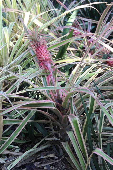 觀賞鳳梨花|觀賞鳳梨:觀賞鳳梨為鳳梨科多年生草本植物，原產於。